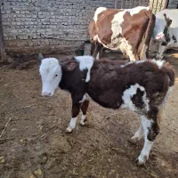 گوساله مونت