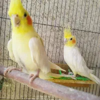 عروس هلندی و کوتوله مولد