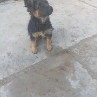 توله ماده ژرمن سه ماه|سگ|مشهد, امیریه|دیوار