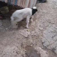 بره کوچیک چند روزه