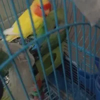 طوطی برزیلی