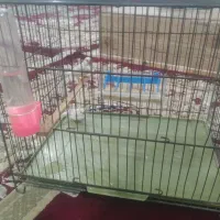 فنج|پرنده|کوهدشت, |دیوار