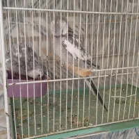 عروس هلندی ایزابلا|پرنده|زاهدان, |دیوار