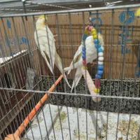 سه تا عروس هلندی|پرنده|آذرشهر, |دیوار