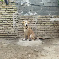 توله عراقی نر|سگ|زنجان, |دیوار
