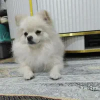 سگ نر پامر برا جفت|سگ|کرمان, |دیوار