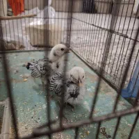 دو عدد جوجه مینیاتوری سبرایت