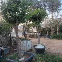 درخت  بن بالا  برای   فضای سبز