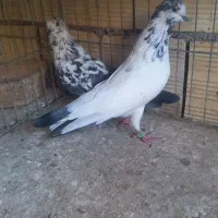 کفتر پرشی ومسافتی|پرنده|قم, هنرستان|دیوار