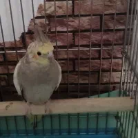 یک عدد ماده بالغ