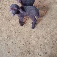 بره نر|حیوانات مزرعه|محمدبار, |دیوار