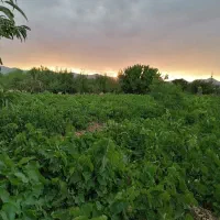 3500 متر باغ فروشی در مهرآباد