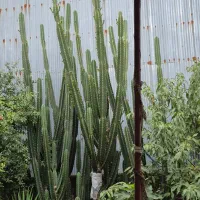 گل کاکتوس|گل و گیاه طبیعی|رشت, لاکان|دیوار