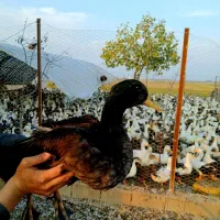 فروش اردک با تغذیه در شالیزار|حیوانات مزرعه|بهنمیر, |دیوار