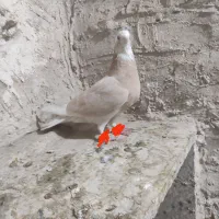 کفتر شازده زرد نقاشی|پرنده|کرباسک, |دیوار