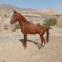 نریان|اسب و تجهیزات اسبسواری|سبزوار, توحیدشهر|دیوار