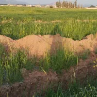 فروش یک قطعه زمین مسکونی در تازه آباد اکبر آباد