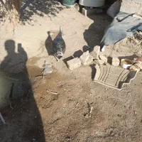 بوقلمون|حیوانات مزرعه|جزنیک, |دیوار