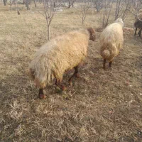 گوسفند نر گوشتی گیلو305 هزار|حیوانات مزرعه|ارومیه, |دیوار