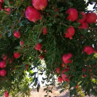انار رباب|خوردنی و آشامیدنی|بختگان, |دیوار