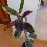 گل های آپارتمانی