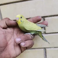 مرغ عشق دستی|پرنده|شیراز, محراب|دیوار