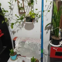 چوب و چرخ و لوازم تکمیل ماهیگیری یکجا باهم|ماهیگیری|رشت, حومه رشت|دیوار