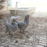 مرغ طوسی  مرغ گلین خروس گلین