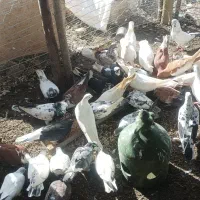 کبوترپرشی جدید|پرنده|رضوانشهر, |دیوار