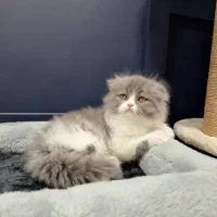 بچه گربه های دلربا در شیراز|گربه|شیراز, سینما سعدی|دیوار