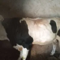 گاو سیمینتال|حیوانات مزرعه|موچش, |دیوار