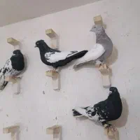 پلاکی زنگ، بهبونی، قره زرد