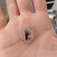 شجراثتثنایی کلکسیونی