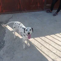 سگ دالمیشن انگلیسی