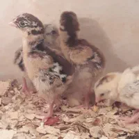 جوجه لاری ۹ تا از نژاد ترک و افغان