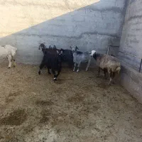 شیشک و کولار برای نذری و مصرف خانه