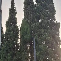 زمین-1000متری-باغی-کارگاهی