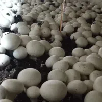 آموزش پرورش قارچ دکمه ای