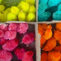 جوجه گوشتی راس ۳۰۸