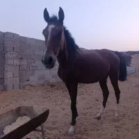 مادیون