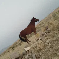 مادیان‌ کورد ۴ساله