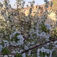 ۲۰۰متر نقلی باجوازساخت شهرک طهرانی ها|فروش زمین و ملک کلنگی|تهران, تهرانپارس شرقی|دیوار