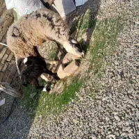 میش جوان با بره