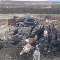 بقلمون نر ماده سالم