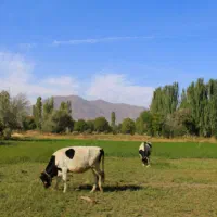 گاو-داری-و-زمین-کشاورزی-رباط-محمود-گلپایگان