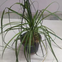 گل‌های اپارتمانی قیمت مناسب|گل و گیاه طبیعی|اصفهان, سرچشمه|دیوار