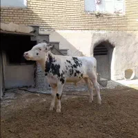 گوساله سیمینتال نر جنس
