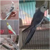عروس هلندی نر|پرنده|تهران, گمرک|دیوار