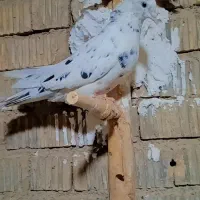 کفتر|پرنده|ارسنجان, |دیوار