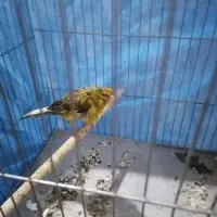 قناری سبز چمنی نر مست